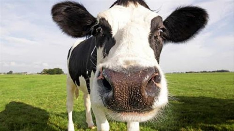 Sente dei rumori, si sveglia e trova... una mucca in giardino